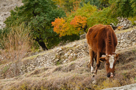 褐色的母牛在田里吃在美丽的秋日