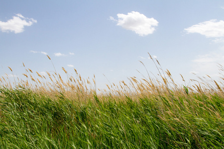 在沙漠中的芦苇照片