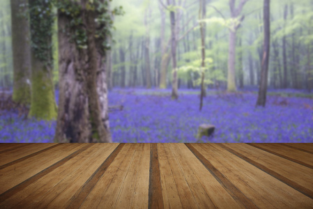 充满活力的蓝铃花地毯春天森林雾景观与早饭中规中矩