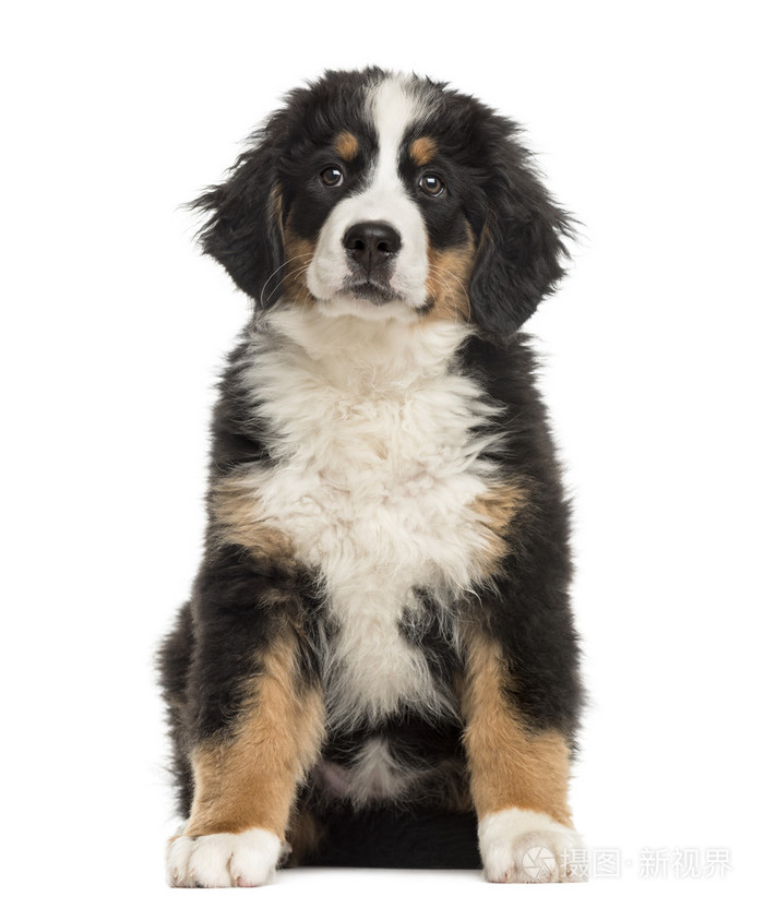 坐在白色背景前的伯恩山地犬小狗照片 正版商用图片0du1g0 摄图新视界