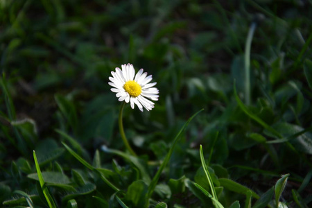 地上的小雏菊