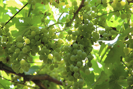 有机栽培的葡萄在树枝上图片