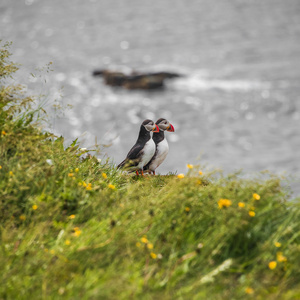 两个冰岛角嘴海雀在遥远的海岛，在冰岛，夏天，到 2015