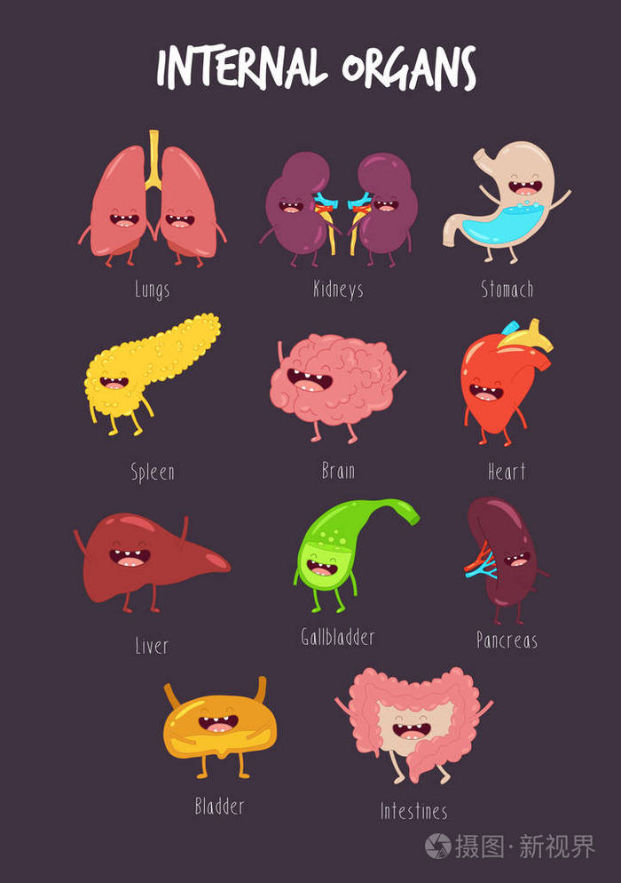 健康的内部器官的卡通形象