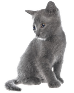 孤立的小灰色短毛猫小猫坐