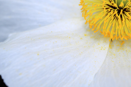 特写的 Limnanthes douglasii 花