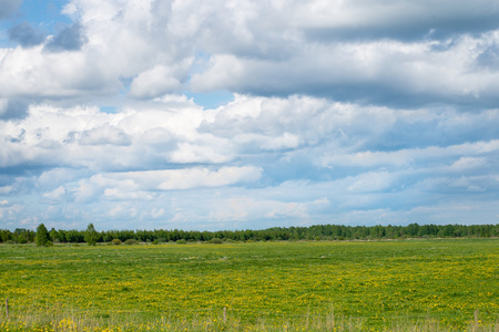 美丽的绿色田野，在夏天的蓝色天空下