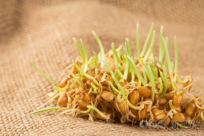 少数几个绿色小麦胚芽