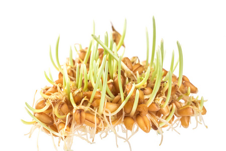 少数几个绿色的小麦胚芽照片