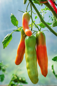 红色和生绿色西红柿生长在布什在花园里。用红色和绿色水果大棚西红柿