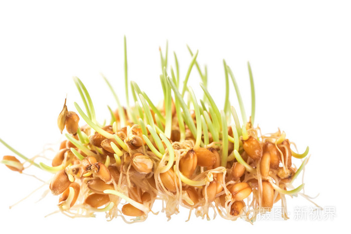 少数几个绿色的小麦胚芽