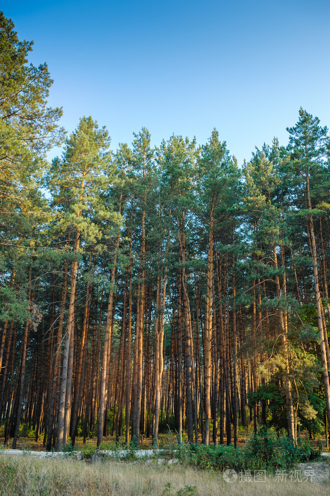 美丽的松树林上天空背景
