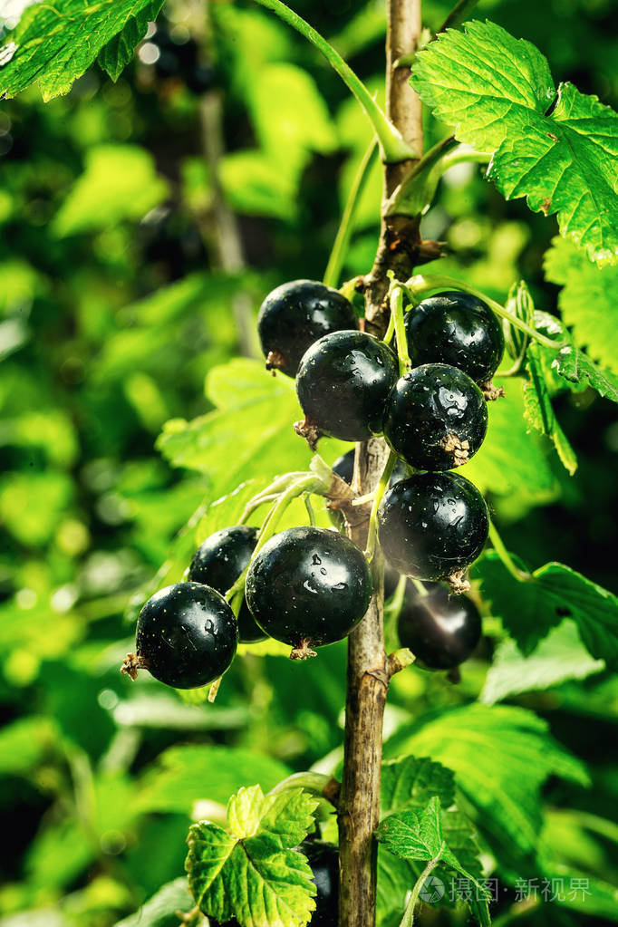 布什总统的黑醋栗成长在一个花园里黑穗醋栗的背景成熟的黑醋栗特写