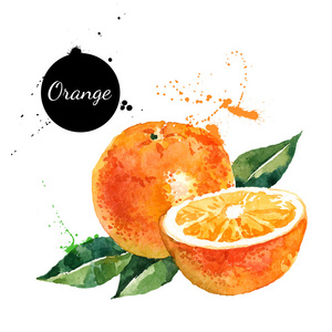 手绘水彩绘画橘子
