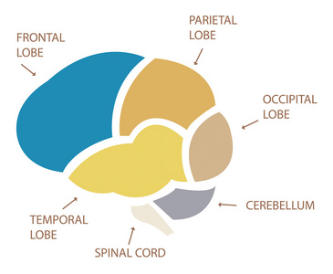 人类的大脑部分插图