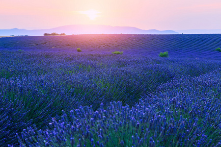 在日落时附近 Valensole 薰衣草田