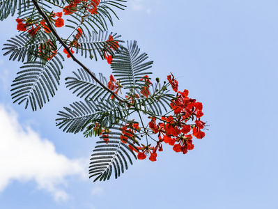 艳丽的花,蓝色的天空孔雀花红色花孔雀红凤凰花开凤凰花开红凤凰花开