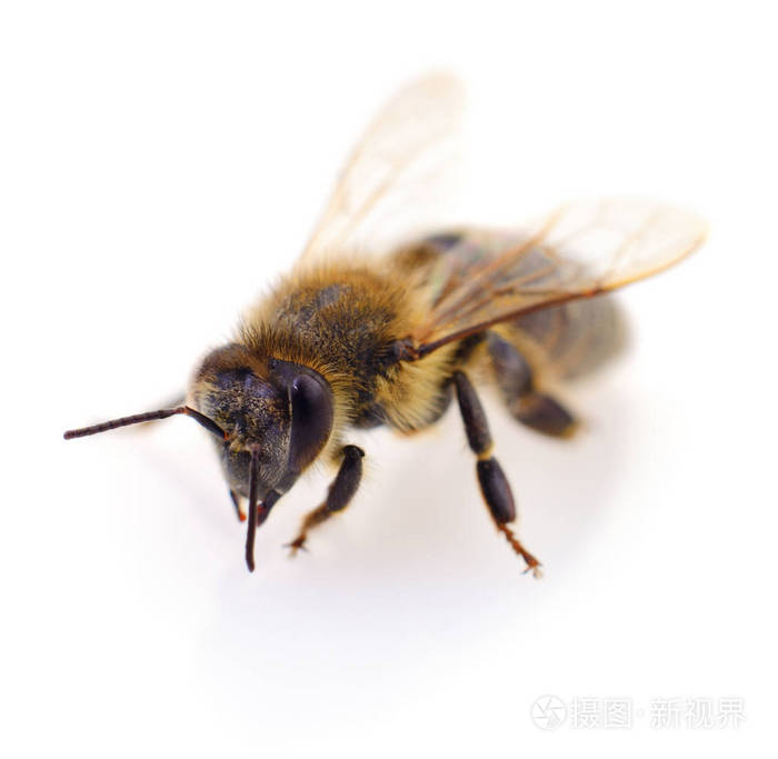 在白色的蜜蜂