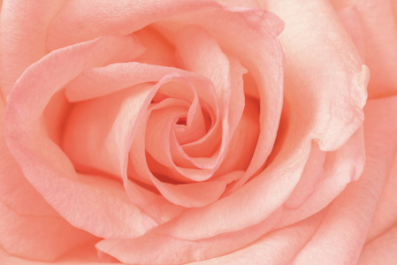 美丽的粉红色玫瑰特写。宏观照片