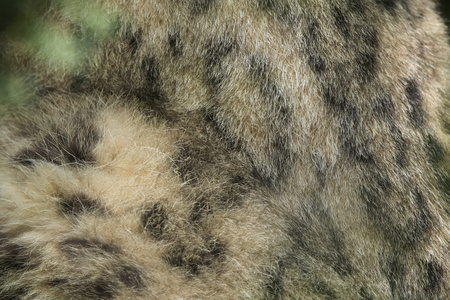 野生保护动物雪豹皮毛纹理图片
