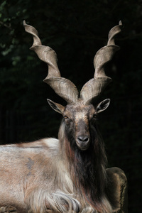 野生的哈拉 markhor