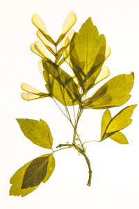 发光植物标本室的槭种子及叶，白色背景上孤立
