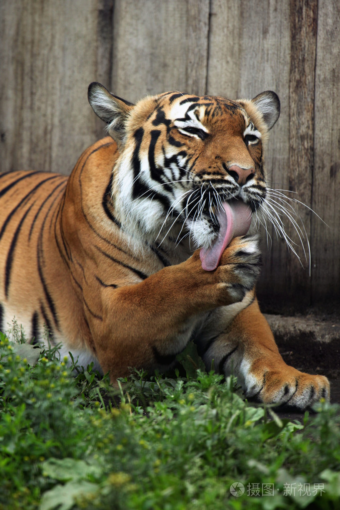 野生的马来亚虎