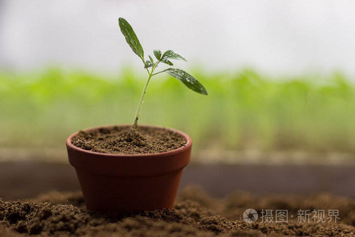 有机园艺盆栽番茄幼苗