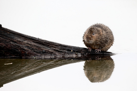 水田鼠，Arvicola amphibius