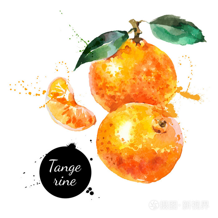 手绘水彩绘画橘子
