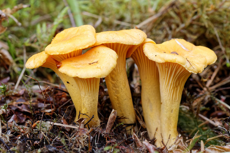 三个 chantarelles 在 moss 中的组