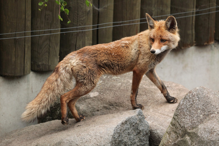 野生红狐狸