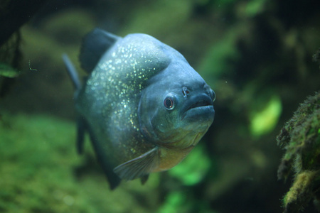 野生PiranhaPygocentrus Piraya