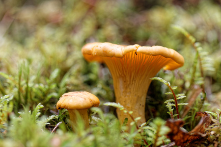 在 moss 中的两个 chantarelles