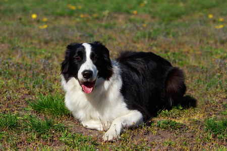 边境牧羊犬, 坑公牛, 微型纳瑞, 德国短毛指针.