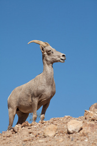 沙漠大角羊母羊