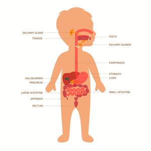 幼儿消化系统卡通图片图片