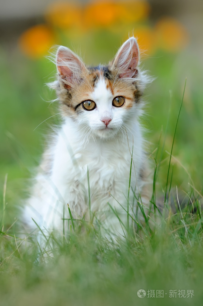 年轻的猫照片-正版商用图片0dvaeo-摄图新视界