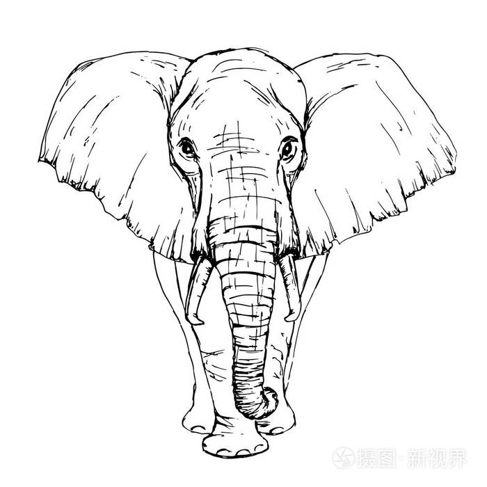 素描的笔非洲大象前视图