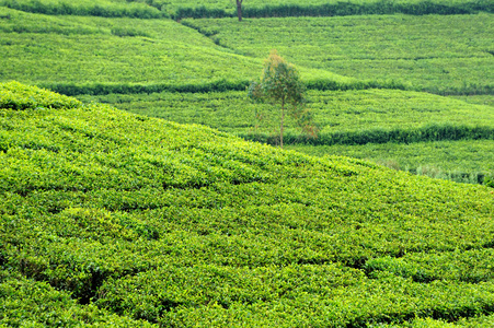 茶种植园高地