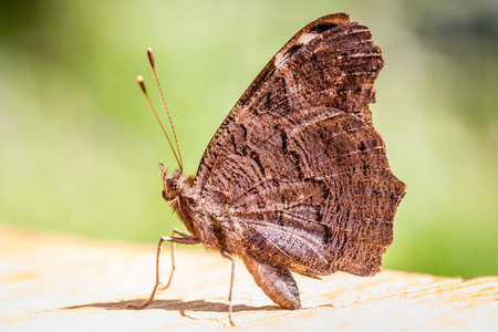 从侧面的棕色蝴蝶的宏异国情调蝴蝶关闭宏蝴蝶翅膀的宏美丽的自然场面