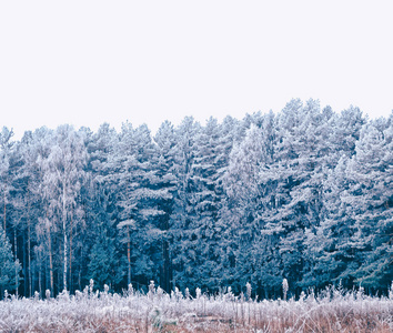 冰冻的冬季森林与雪覆盖了树