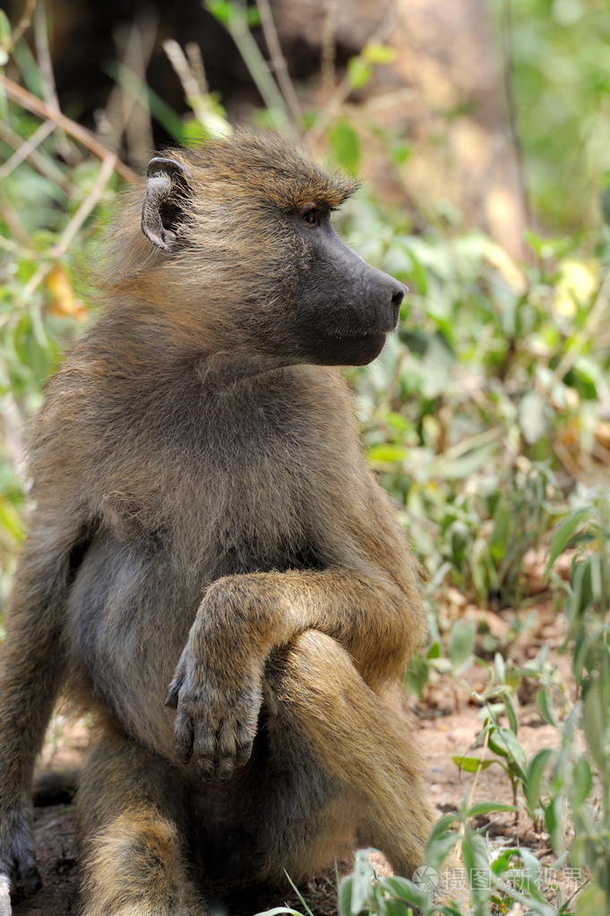橄榄狒狒在肯尼亚马赛马拉国家公园