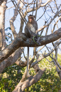 在树上的猴子