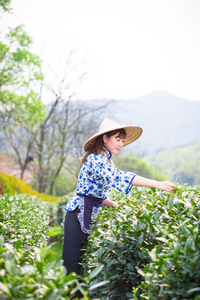 亚洲女孩采摘茶叶