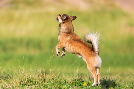 奇瓦瓦州狮子狗杂交跳在草地上