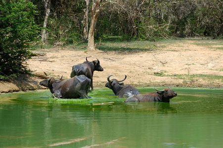 水牛在湖里洗澡