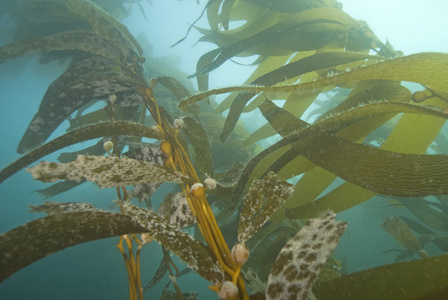 海藻森林海藻海带森林海洋生命水下在加州礁照片