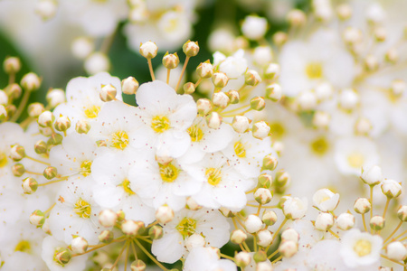 Bridalwreath 白色花朵布什