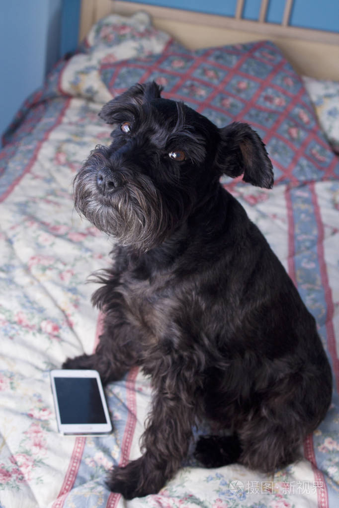 用手机在床上的小黑狗